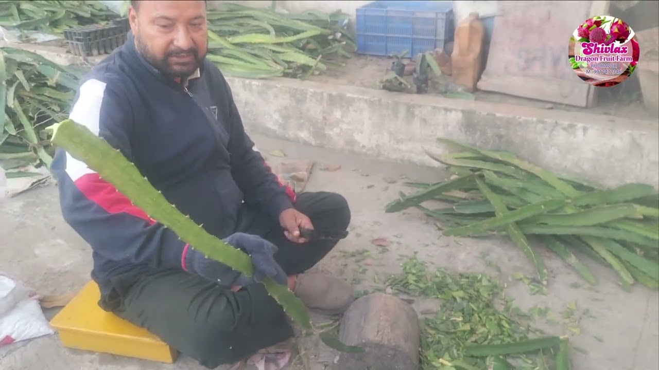 VLOG 1 DRAGON FRUIT FARMING STARTUP