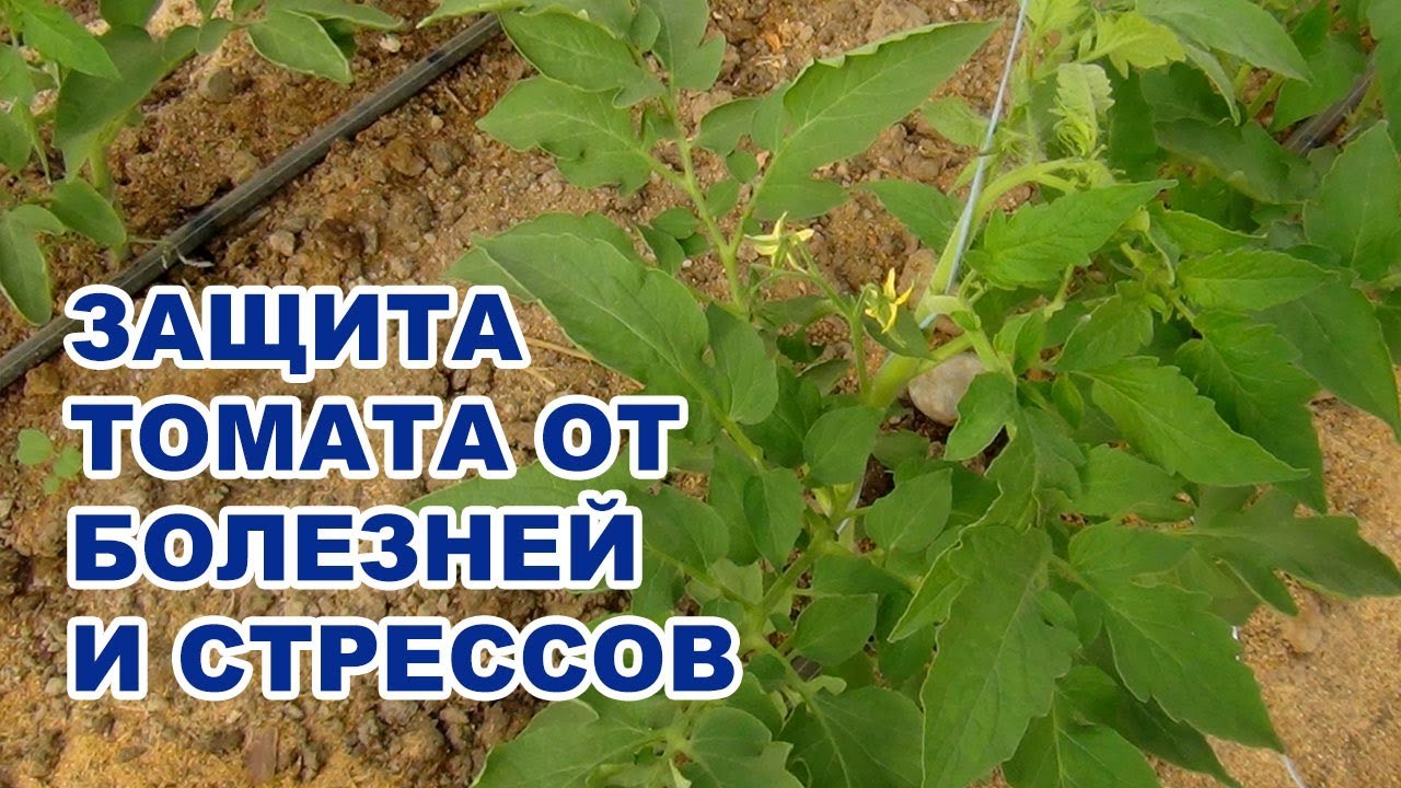 Защита томатов от болезней и стрессов с помощью фунгицидов, фитоспорина, аминокислотных удобрений