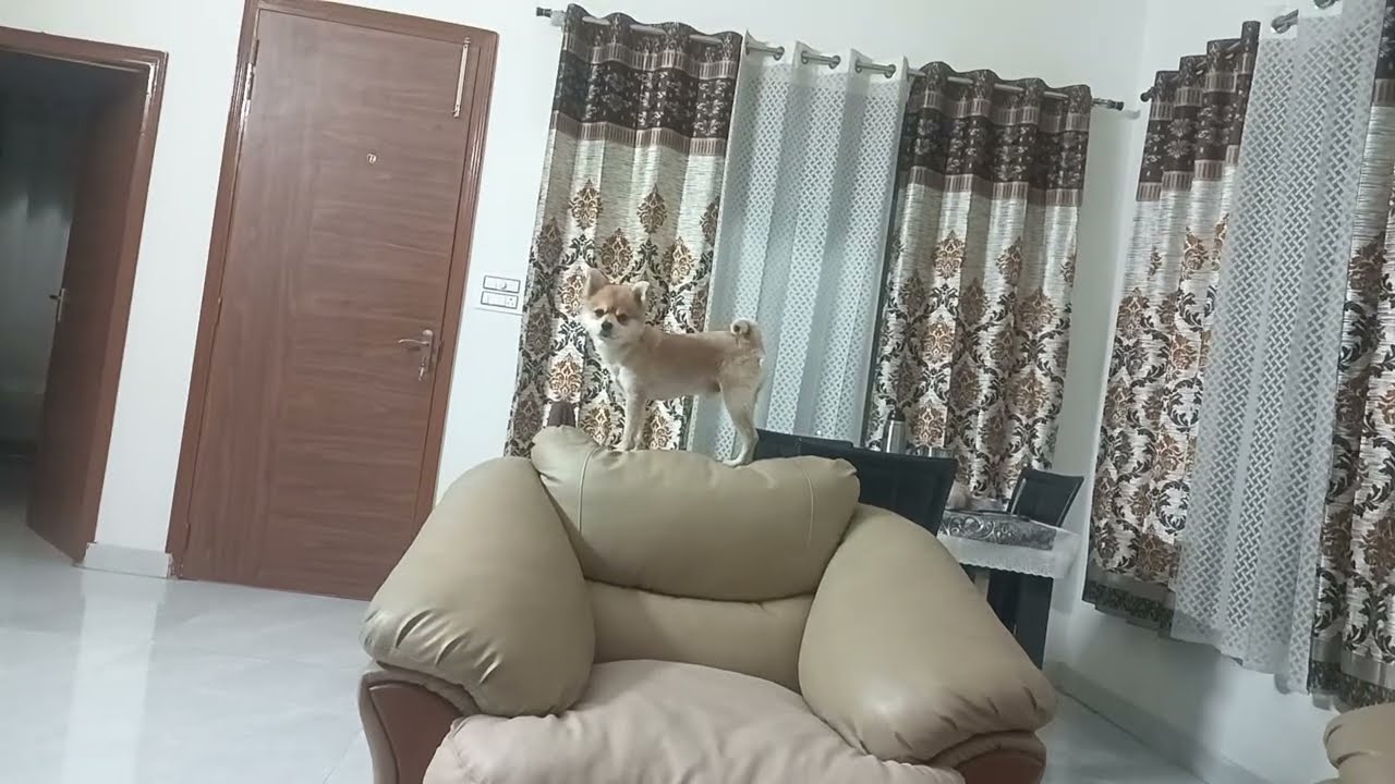 ब्रूनो ने हमें असल दिखा दिया 🤣 