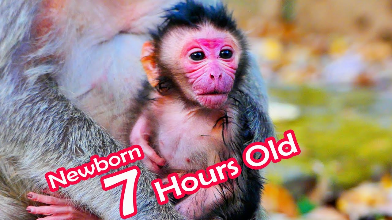 Primate monkey.../Newborn baby is just 7 hours old..../Beautiful life baby.../Nice clip
