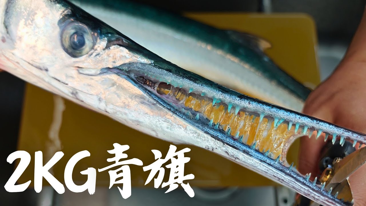 藍皮綠骨一公斤100 自己處理再打八折