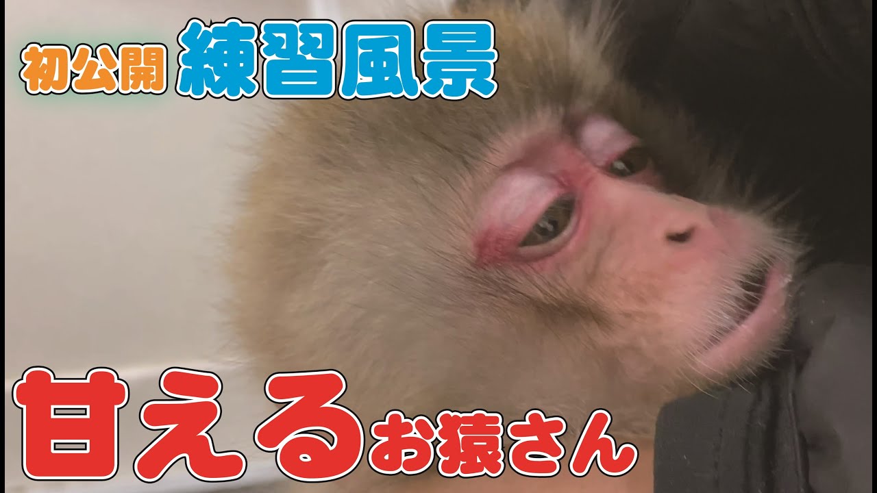 リクエストにお応えして…お猿さんの「甘え」姿、撮ってみました。