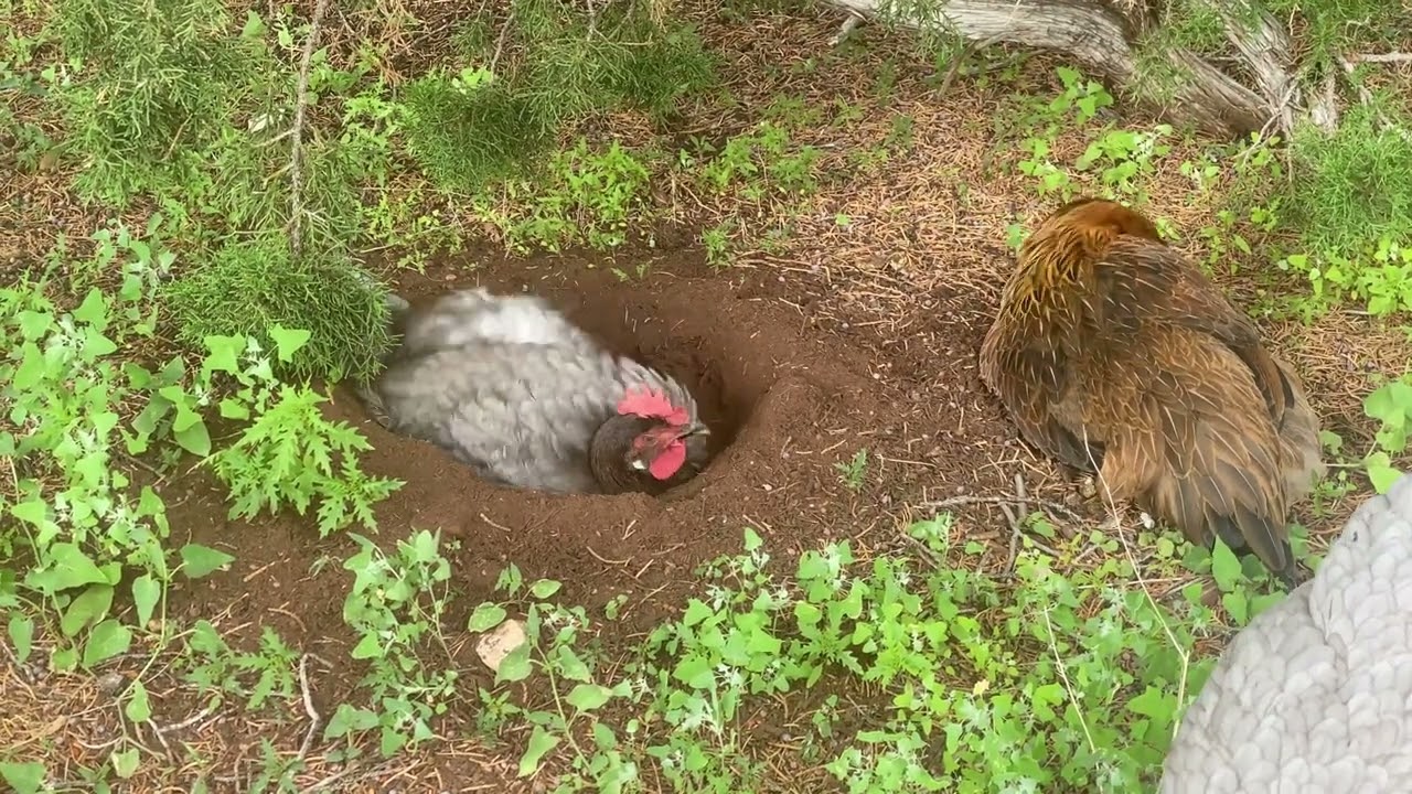 Backyard chickens digging holes and dust bathing!