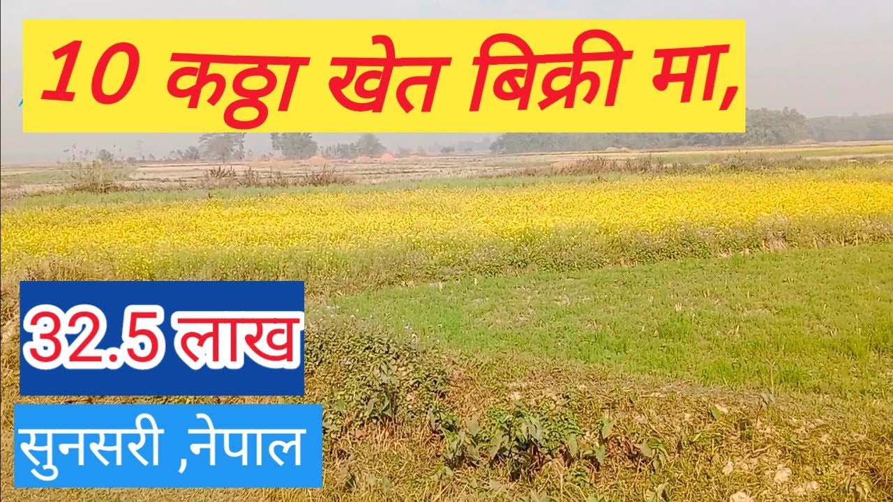 Kheti 10 kattha\Dhan khet bikrima#cheap_land_for_sale_at_nepal #Eaat Nepal real estate\