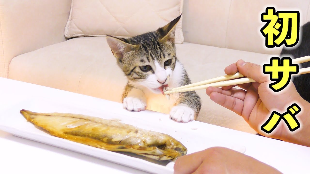 生まれて初めてサバを食べた子猫が大喜びでこうなっちゃいました...♡