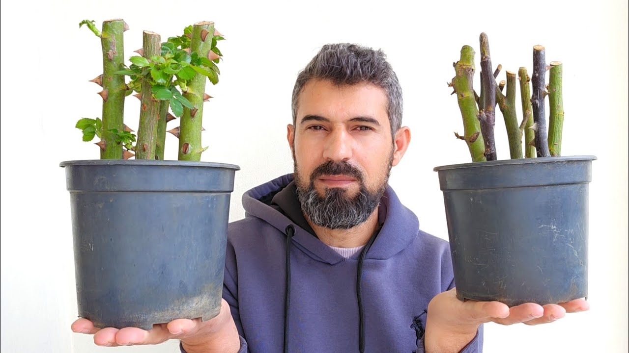 لهذا السبب  اقلام ورد الجوري تموت بعد زراعتها
