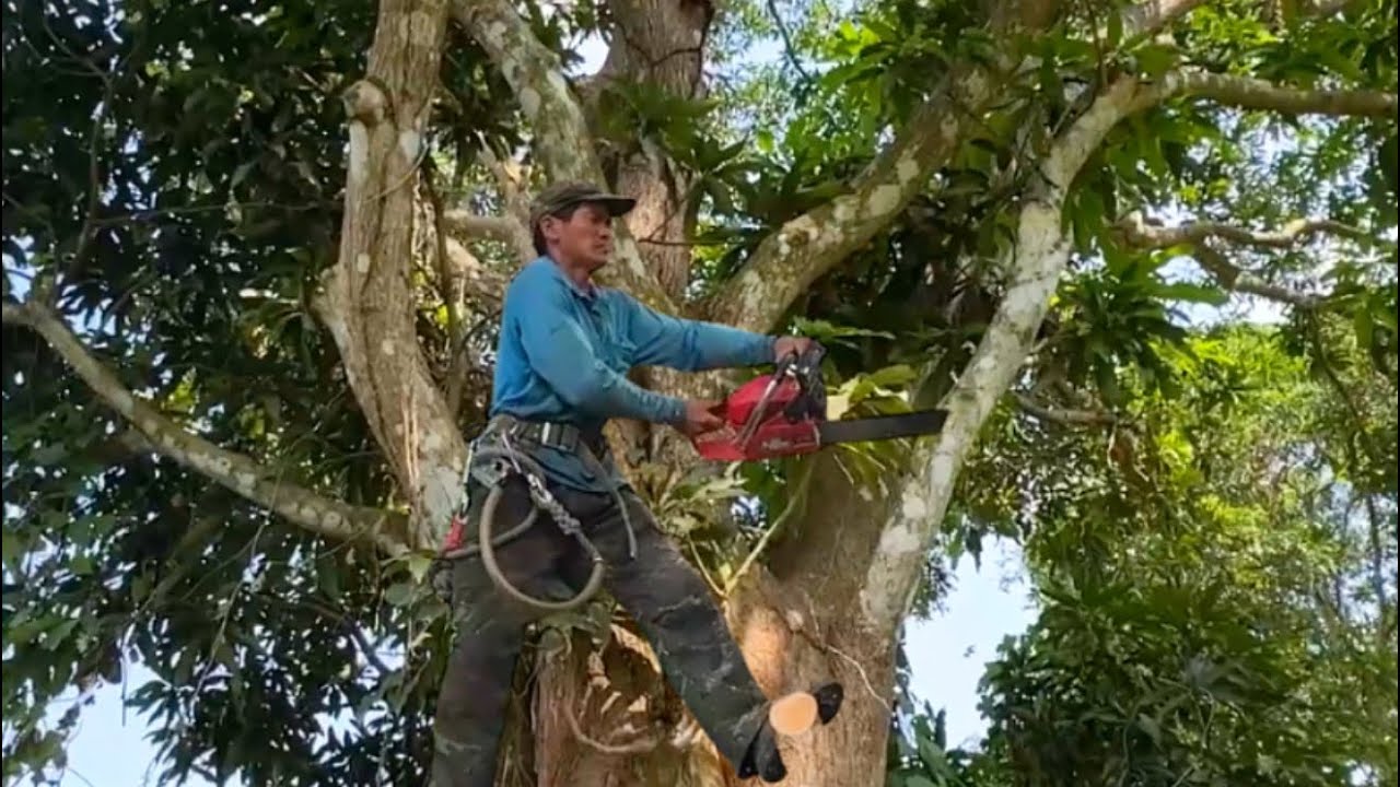 chú tính leo cắt nhánh hạ hai cây xoài quành hai trăm tư #Bangcuacay