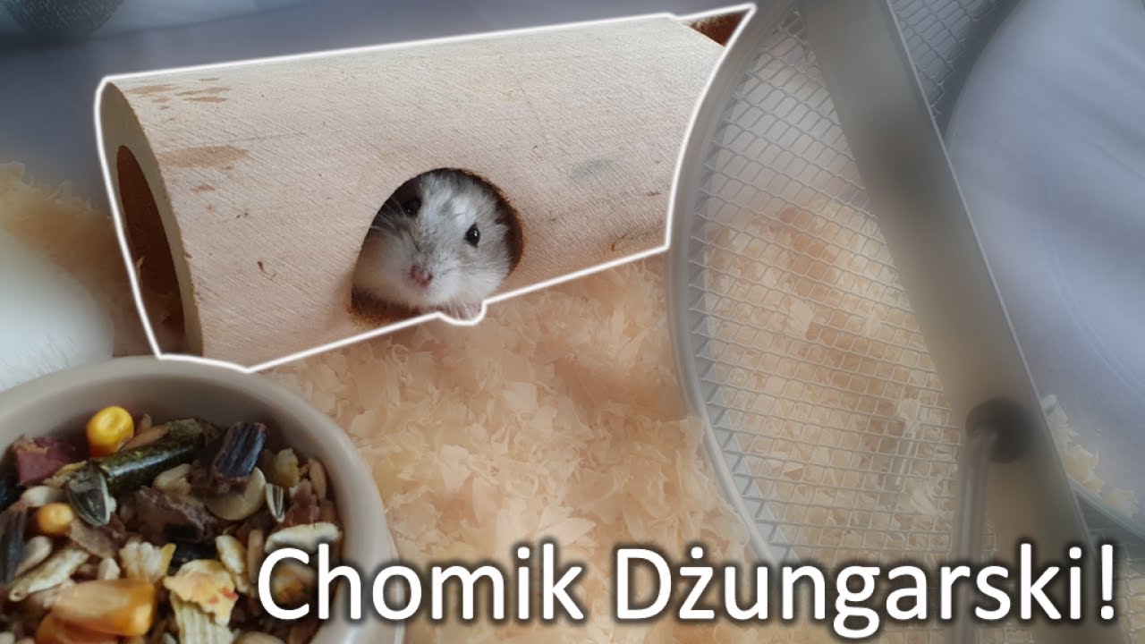 Chomik Dżungarski! Najlepsze zwierzątko domowe? #Pathen