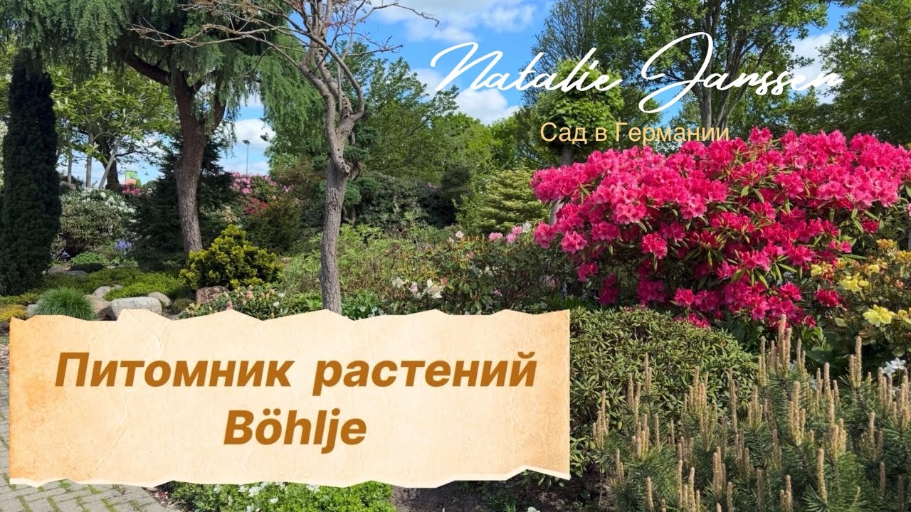 Питомник растений Böhlje 🌿 ассортимент и цены 🌿 май, 2025