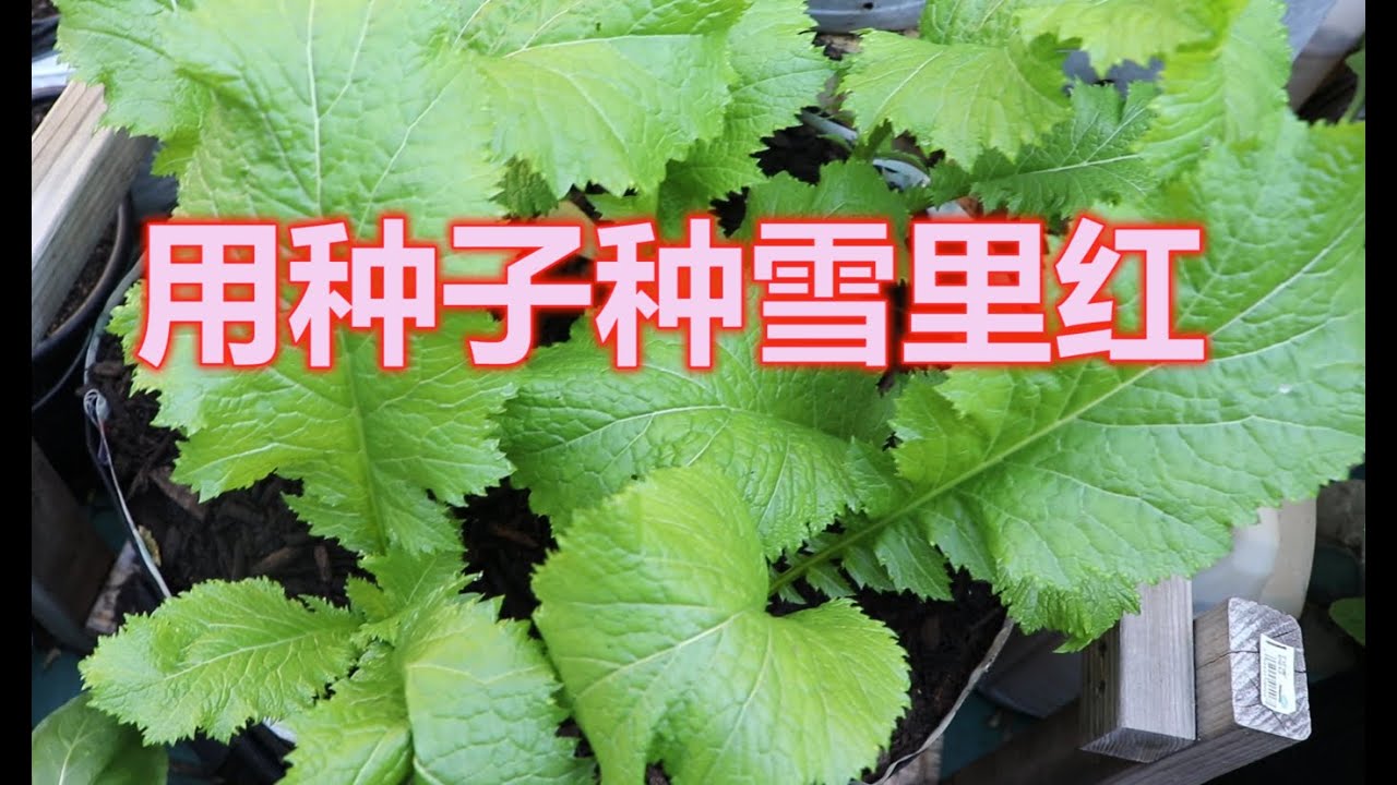 秋天最值得种的菜&mdash;&mdash;雪里红，从种子开始种雪里红