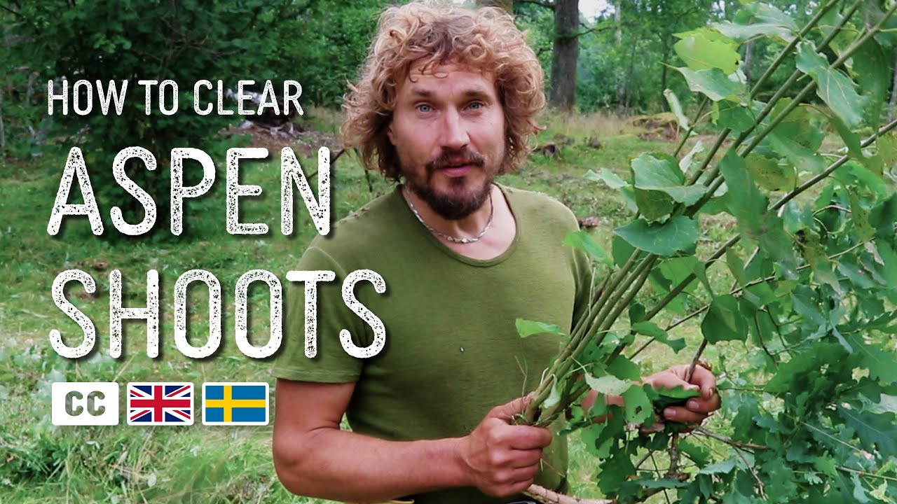 The Best Way to Clear Aspen Shoots | Slåttergubben