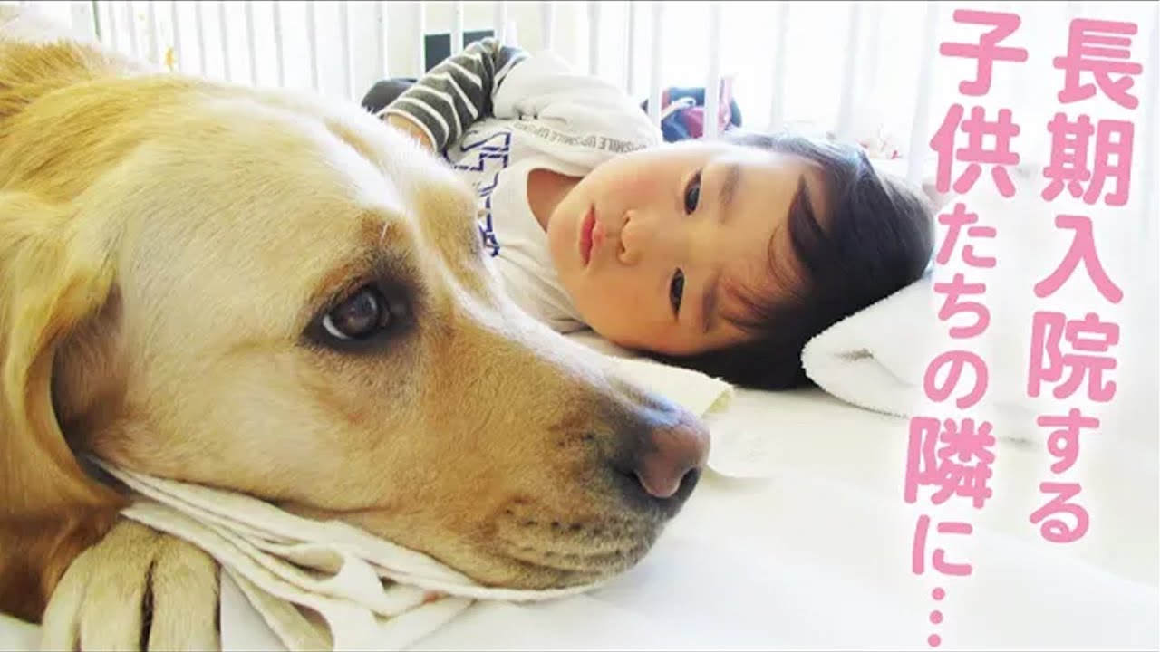 難病の子を支えるワンコ。東京の病院で初めて導入されたファシリティ・ドッグの1年間｜PECO【ナレーション有】
