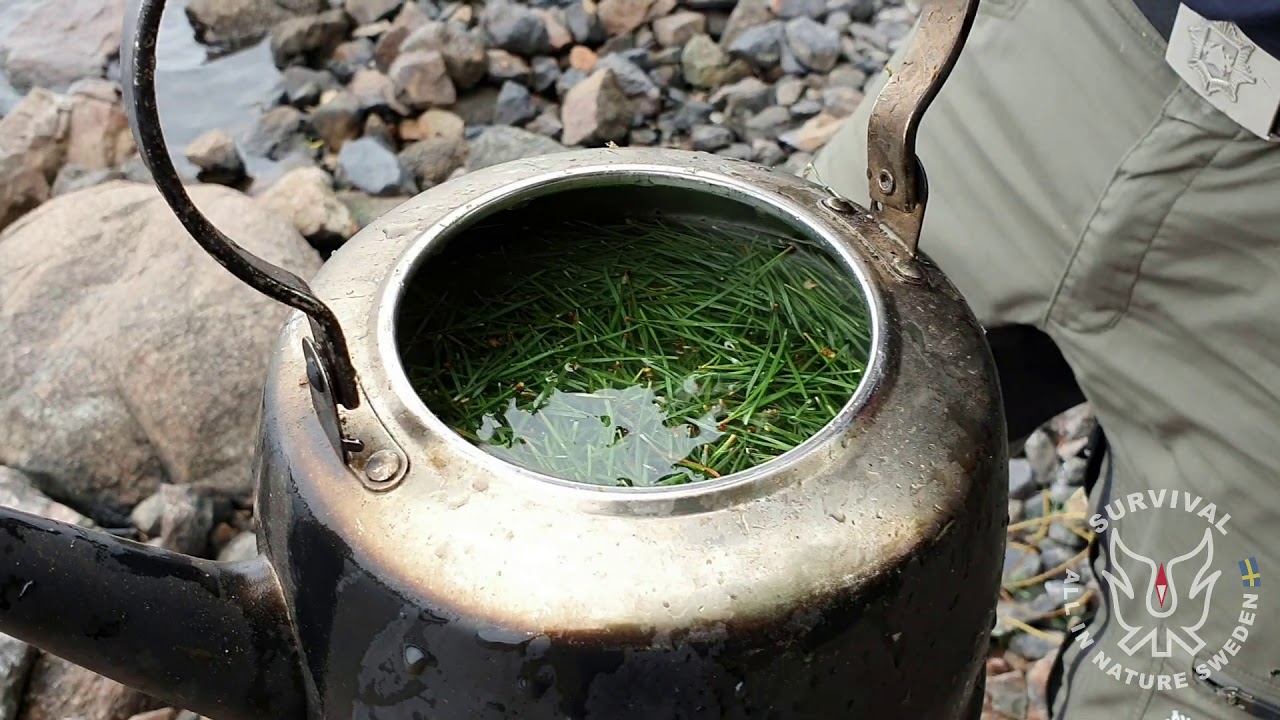 Pine Needle tea