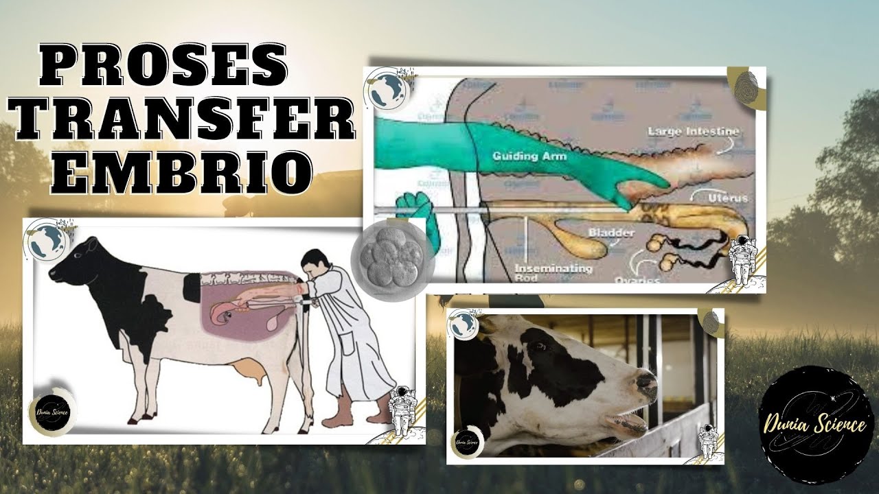 embryo transfer : embryo transfer procedure