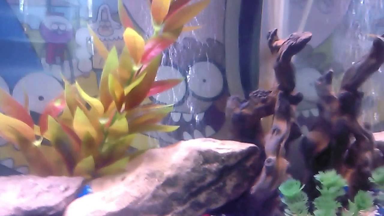 55 gallon fish and turtle tank