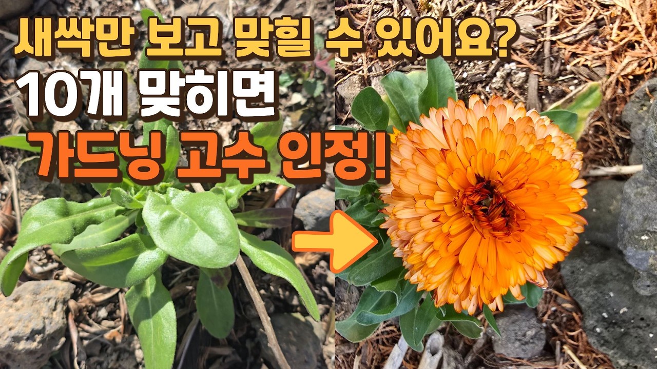 🌱 새싹만 보고 맞힐 수 있어요? 10개 맞히면 가드닝 고수 인정!