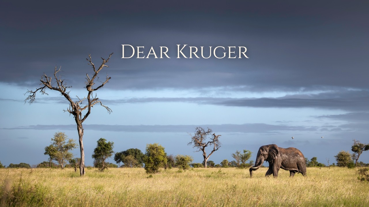A Letter to Kruger National Park (4K)