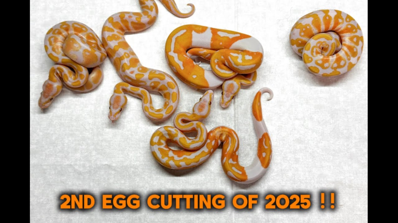 Dreamsicle Ball Python Clutch Cutting !!!