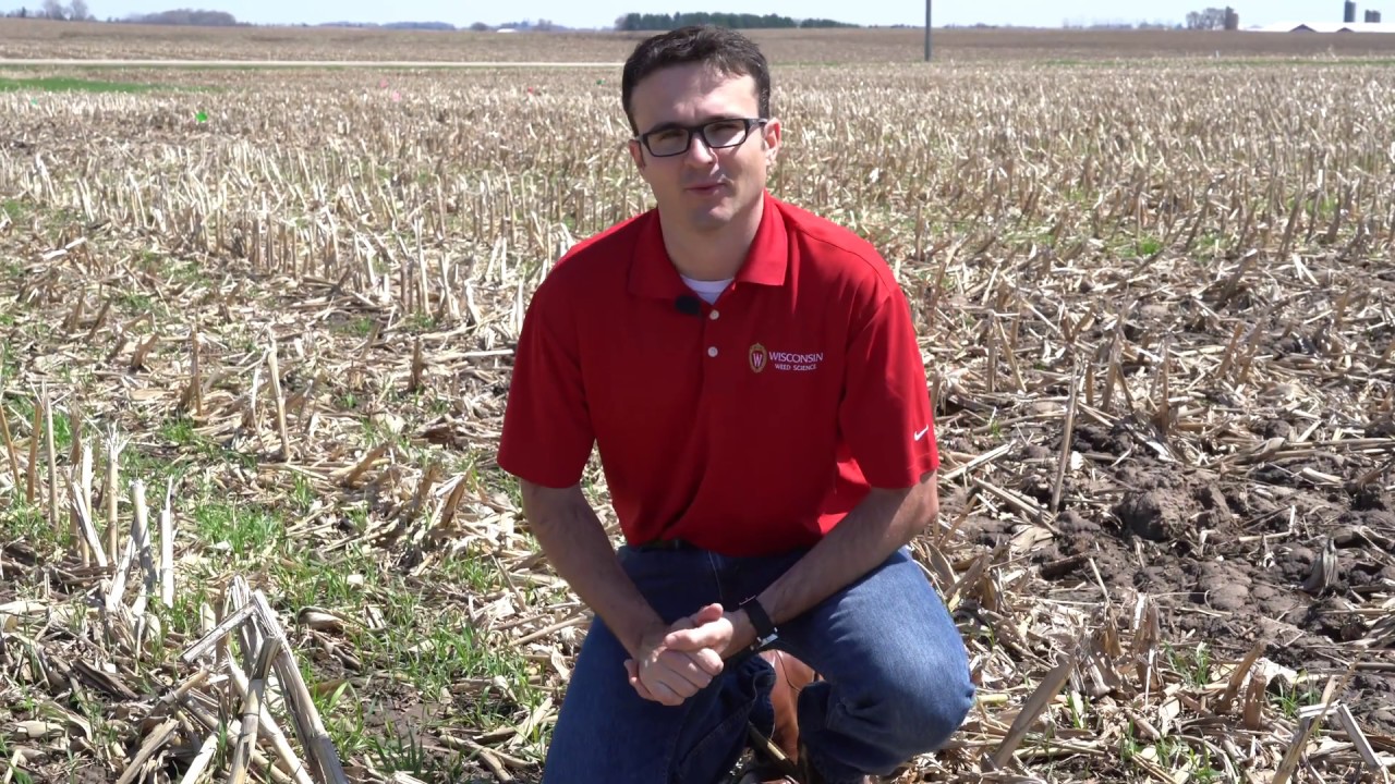 Cover Crops after Corn Silage, Spring Termination Options