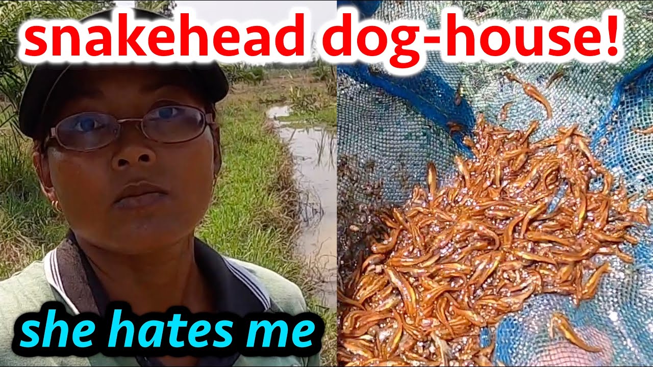 30 minute SNAKEHEAD FEST!