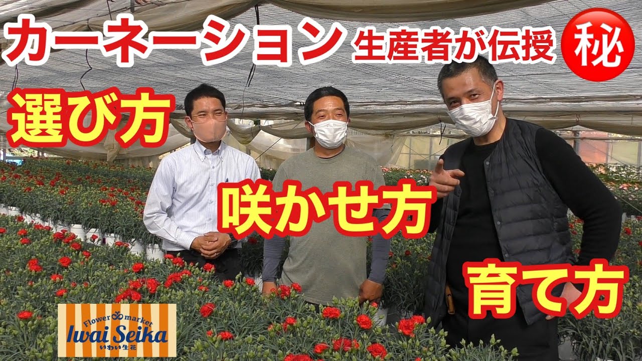 カーネーション生産者の秘伝　お母さんにどーしても伝えて欲しい！育て方、咲かせ方。〜栃木の秘境〜