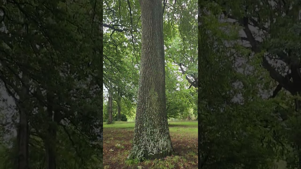 ۱۷ فبروری ۲۰۲۶