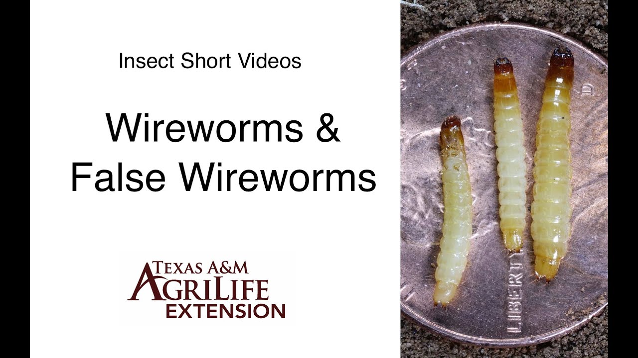 Wireworms and False Wireworms in Texas Crop Production (1:42)