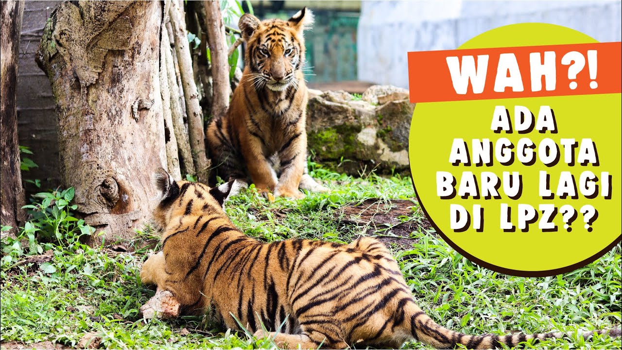 Lembang Park & Zoo | BABY SIBERIAN TIGER!
