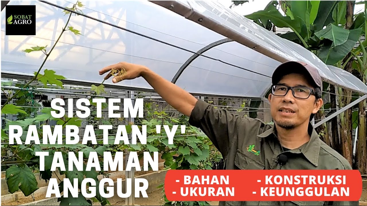 Kupas Tuntas Sistem Rambatan 'Y' Tanaman Anggur (Grape Vine Trellis 'Y' System)