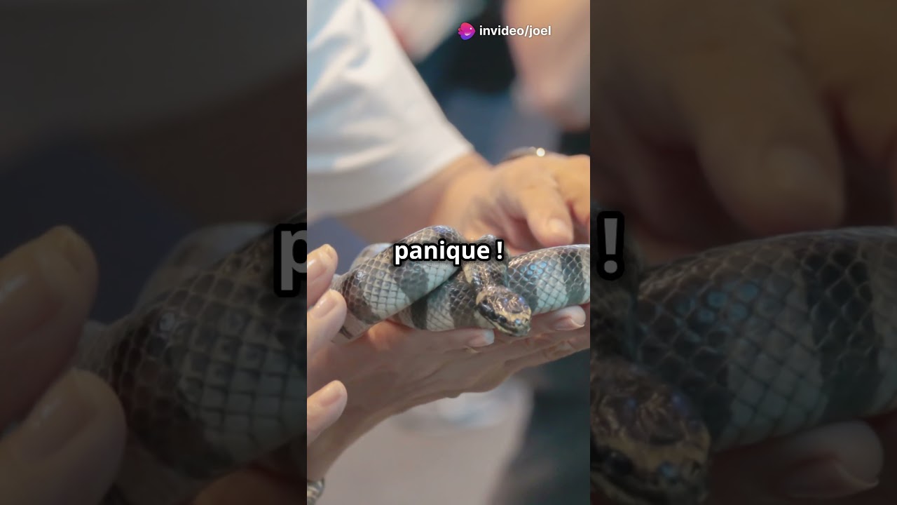 Crotalus horridus : Le serpent à sonnette terrifiant