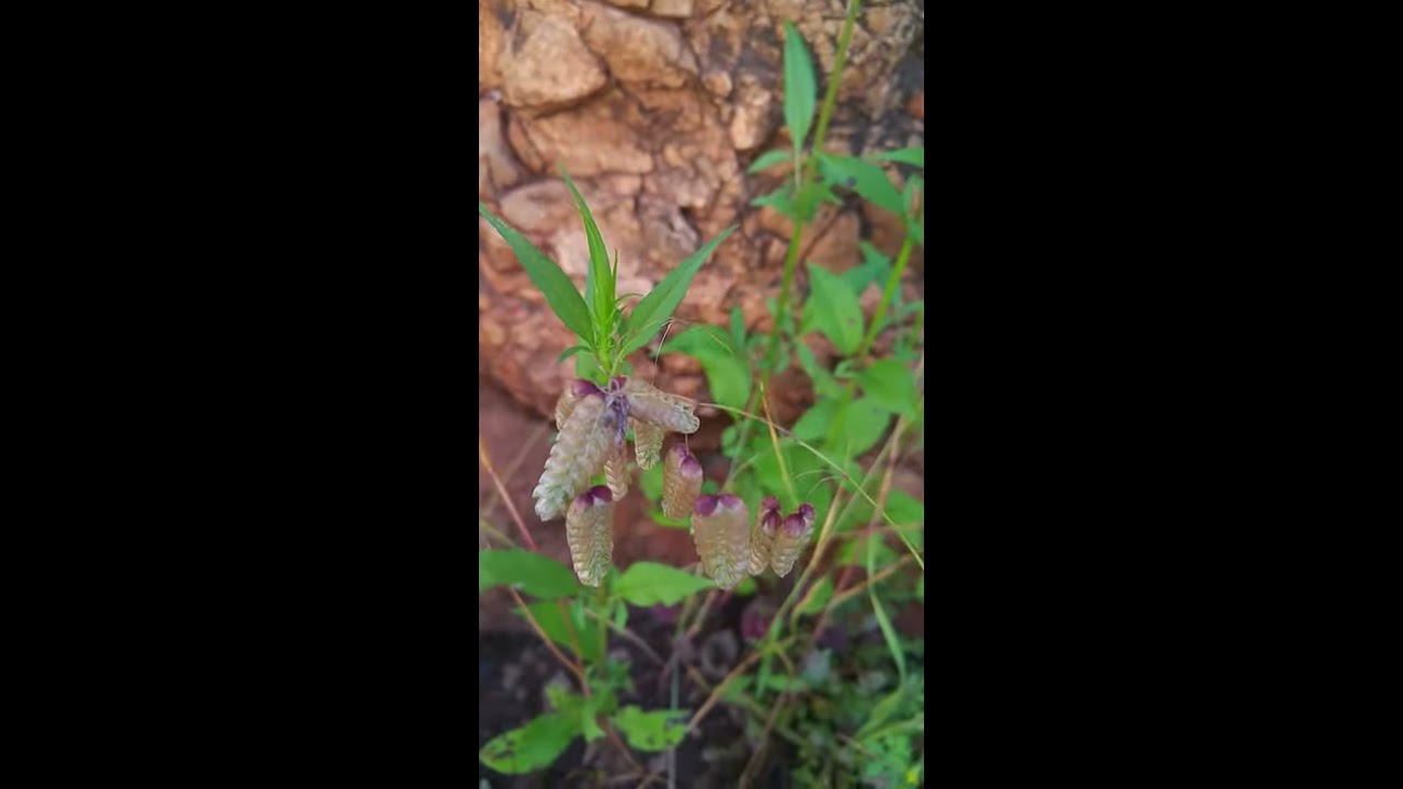 זעזועית גדולה Briza maxima
