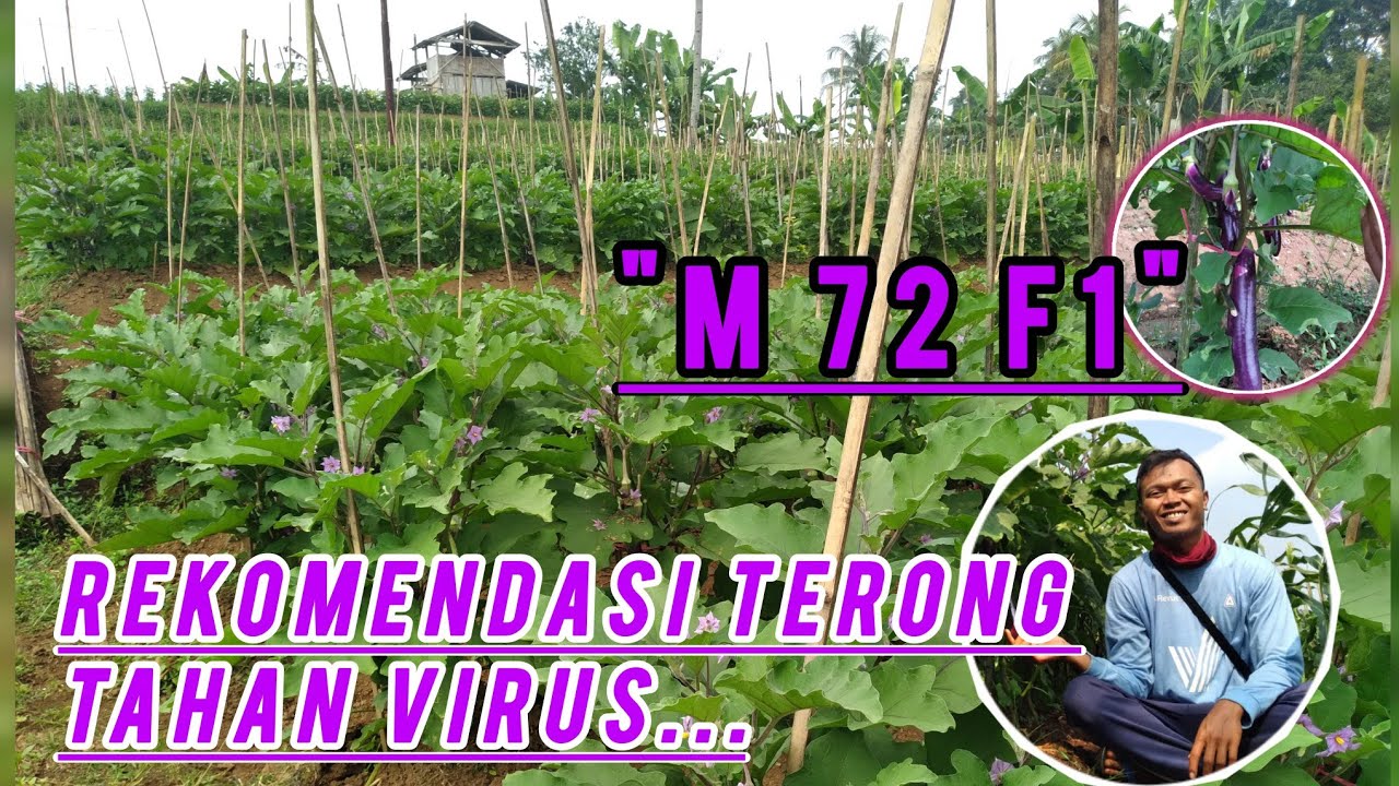 Budidaya terong ungu panjang varietas M 72