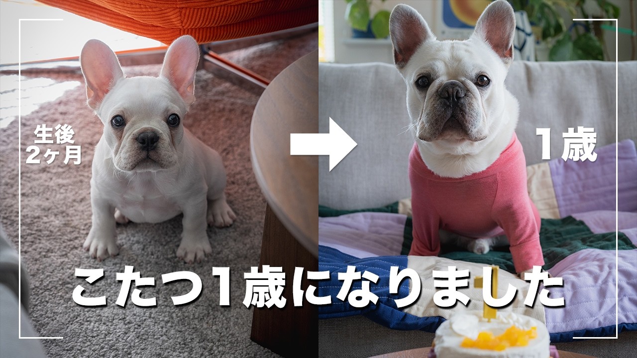 【祝1歳】フレンチブルドッグこたつが1歳の誕生日を迎えました【kotatsu vlog】
