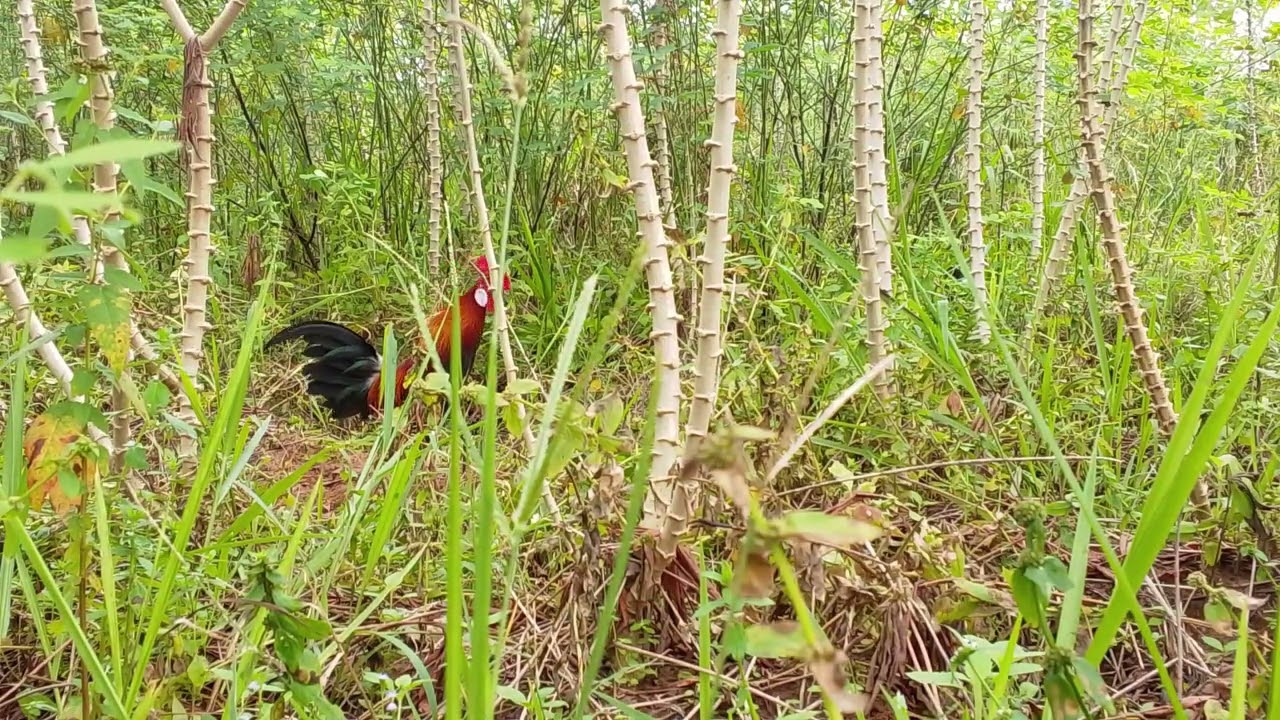 Ayam hutan muda berhasil di ringkus