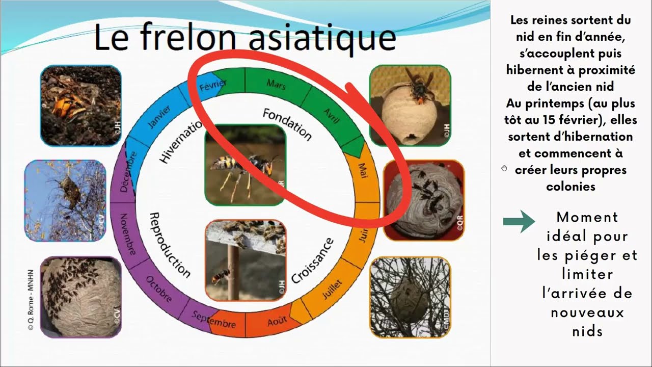 Visio de présentation du projet de lutte contre le frelon asiatique