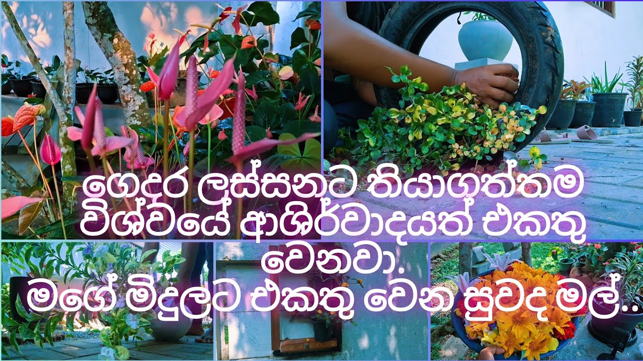 😲😲😲😲😲😲 මෙච්චර මල් 😲#gardening.gardening ideas.ඔයාටත් අලුත් අදහසක්.