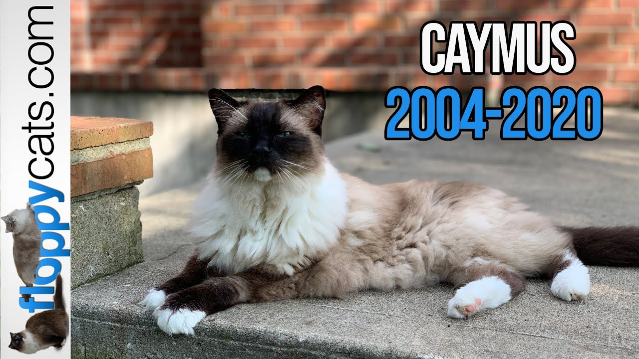 Caymus the Ragdoll Cat Will Melt Your Heart!