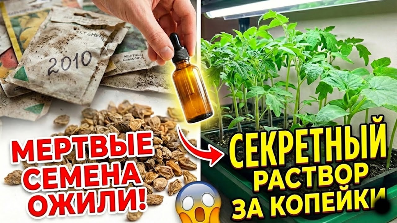 ПРОБУЖДЕНИЕ МЕРТВЫХ: Как оживить семена 10-летней давности за копейки. СМОТРИ!