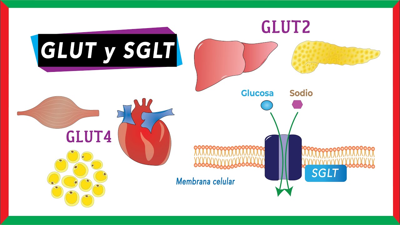Transportadores de glucosa [GLUT y SGLT]  | Bioquímica