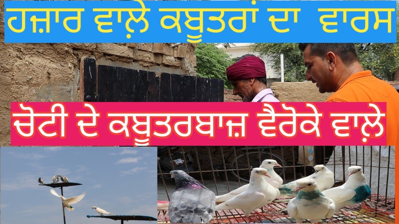 ਹਜ਼ਾਰ ਵਾਲ਼ੇ ਕਬੂਤਰਾਂ ਦਾ ਵਾਰਸ;ਚੋਟੀ ਦੇ ਕਬੂਤਰਬਾਜ਼ਾਂ ਦਾ ਪਿੰਡ ਵੈਰੋਕੇ |Harbhej Sidhu|Hazaar wale Kabutar|