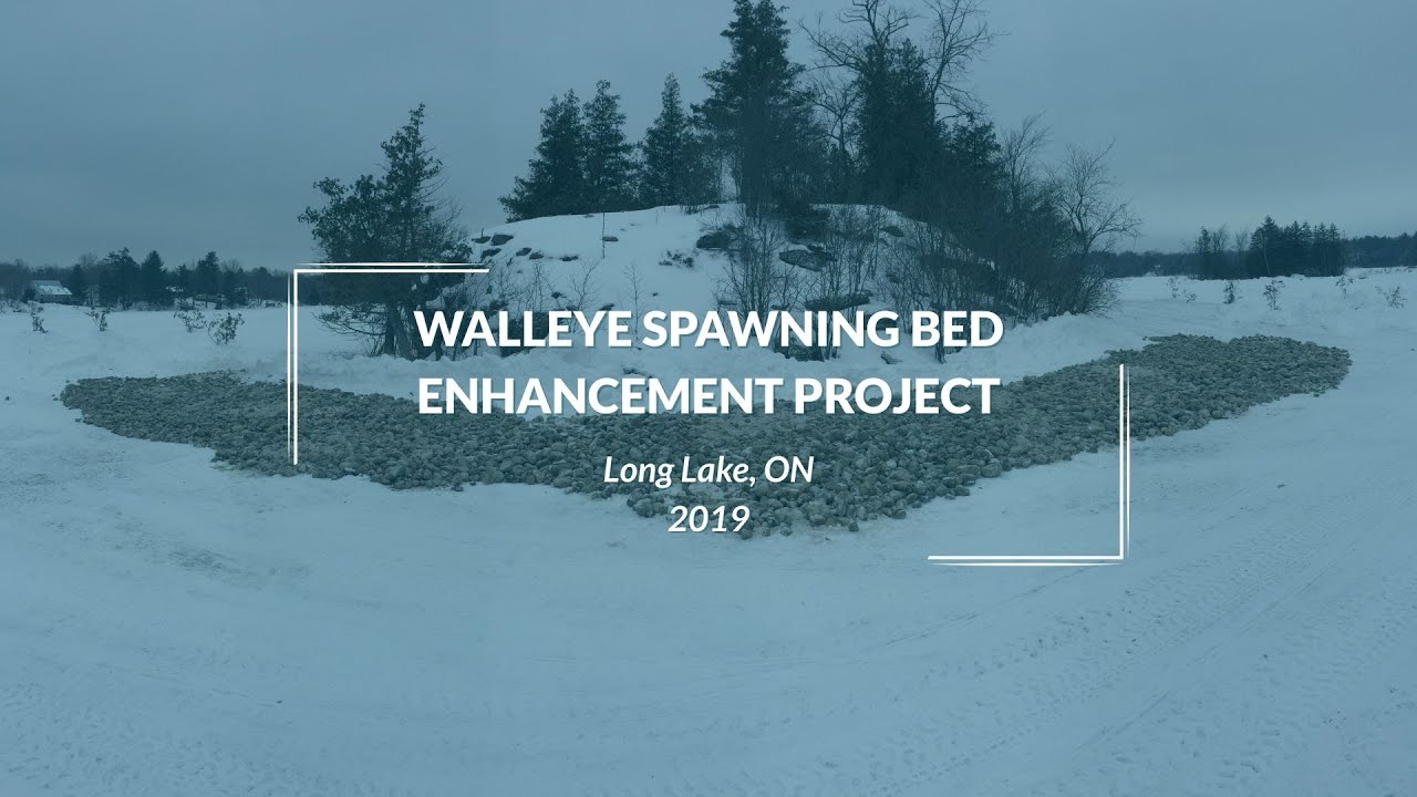 Walleye Spawning Bed Enhancement Project on Long Lake, ON