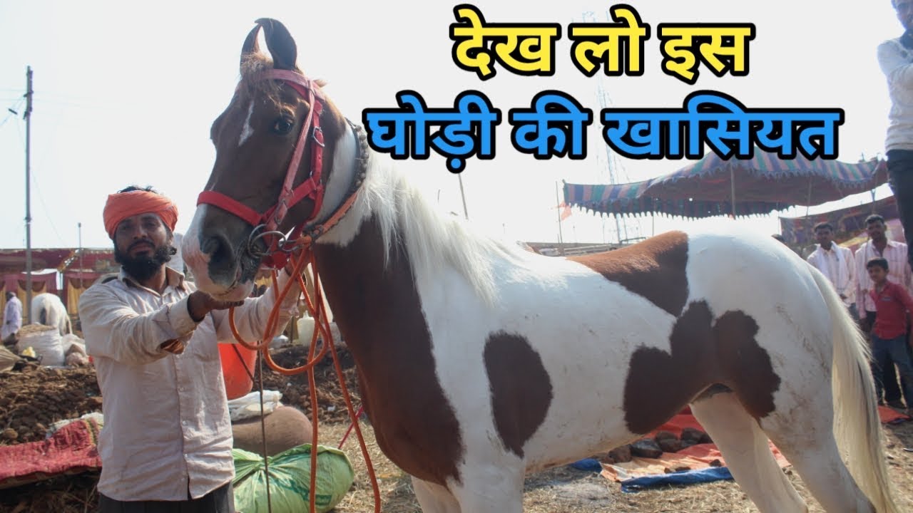 Malegaon horse fair 2019 -  यह घोड़ी नमस्ते करती है