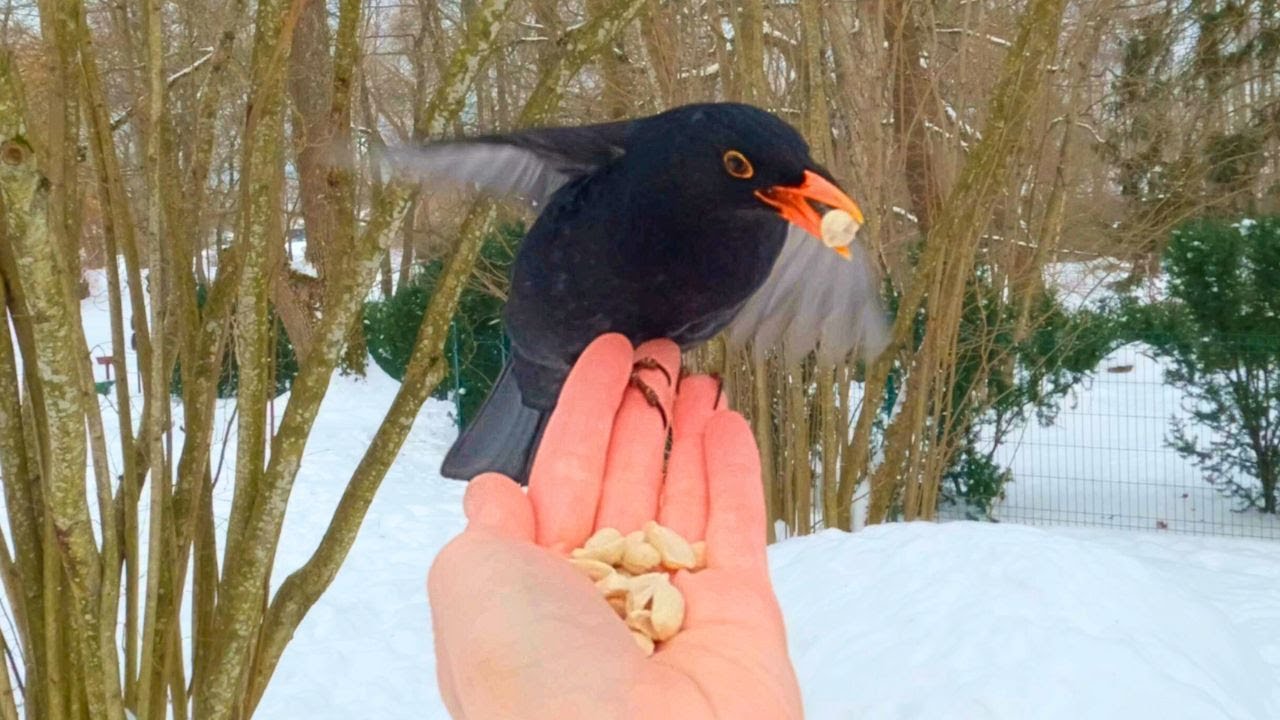 My First Time Ever Hand Feeding a Blackbird [4K]