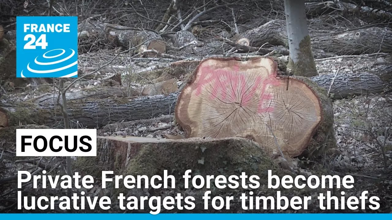 Private French forests become lucrative targets for timber thiefs &bull; FRANCE 24 English