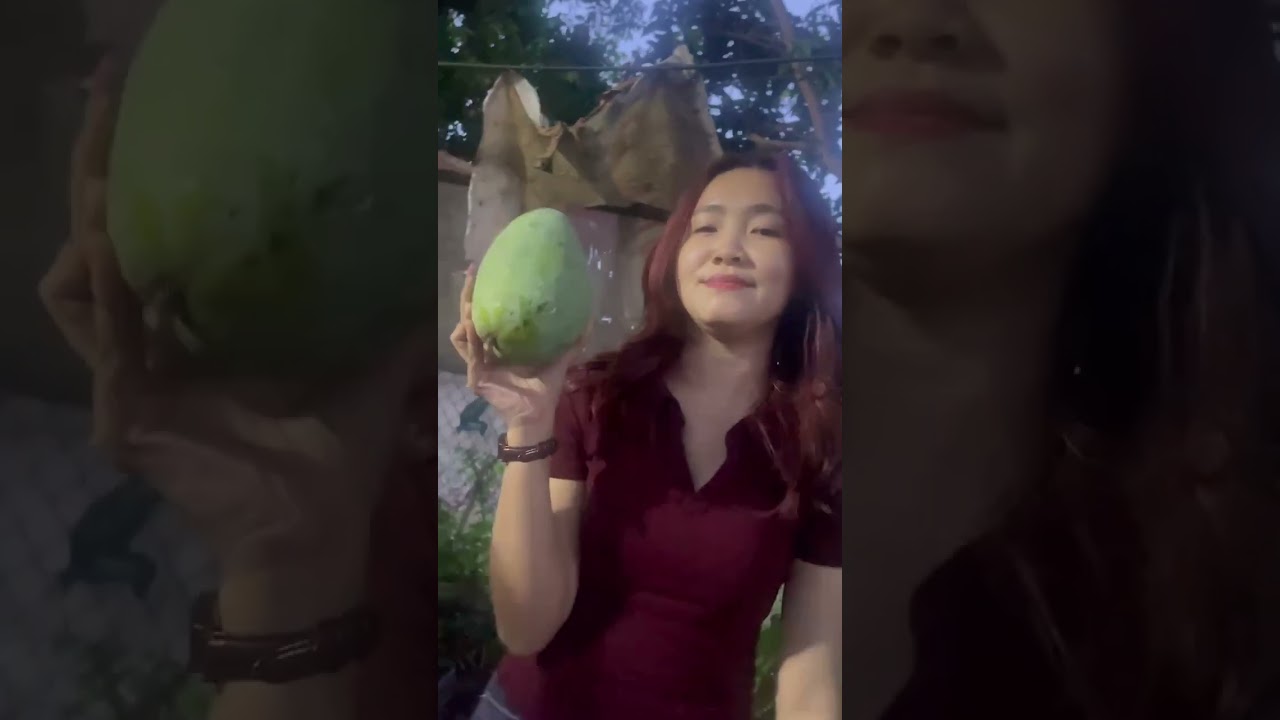 Lân đầu hái xoài tại vườn và cái kết || Chibi Vlog