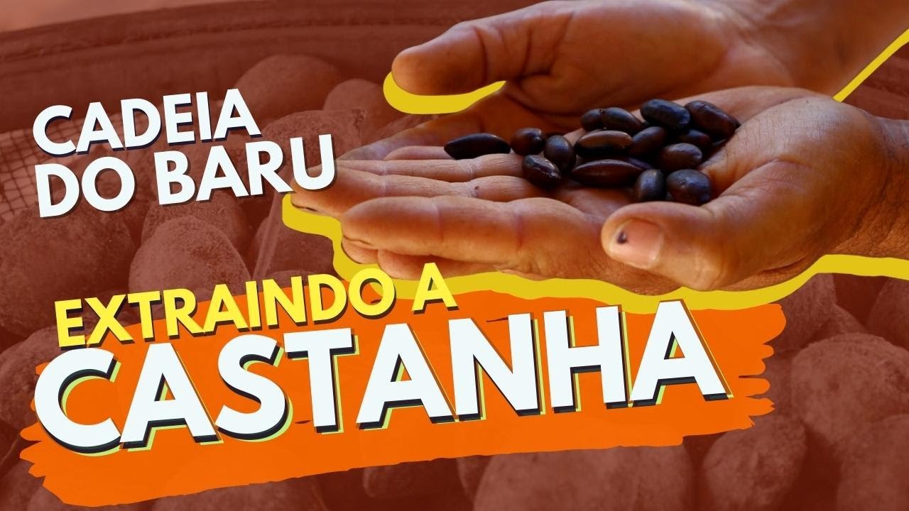 DESPERTANDO O VIVER NO CERRADO: EXTRAÇÃO DA CASTANHA (AULA 6)