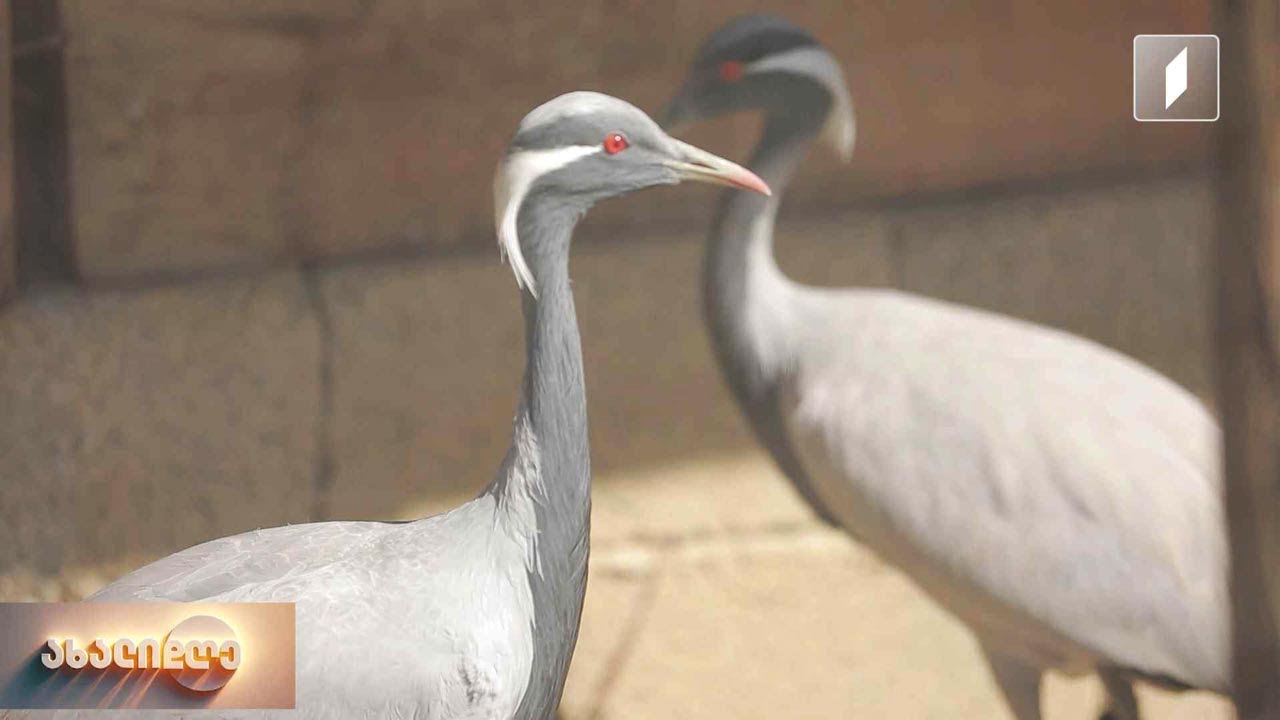 მარტვილის ზოოპარკი