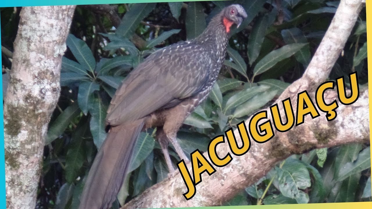JACUGUAÇU #fotonatureza #birdphotos