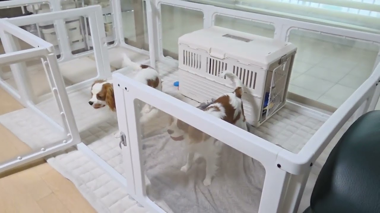 달과 별이가 이렇게 컸어요.