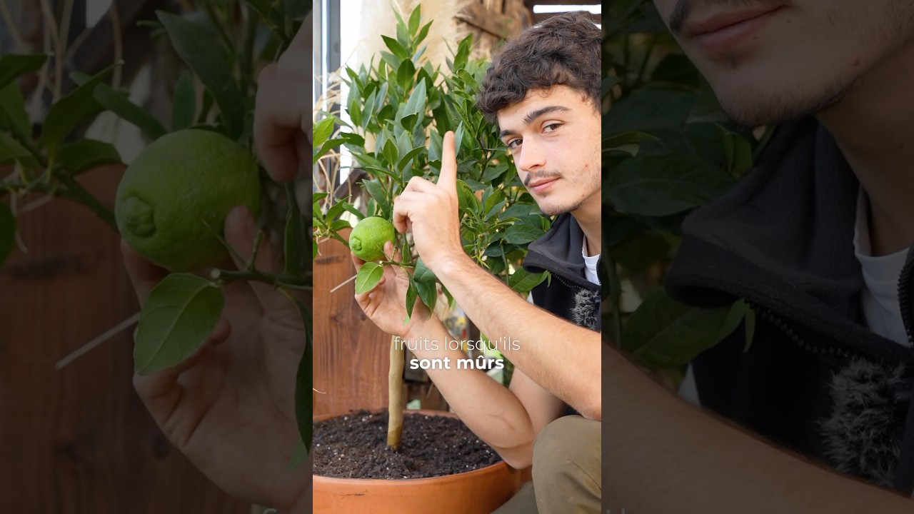 Comment bien hiverner son citronnier ! 🍋 #citronnier #plantes #jardinagem